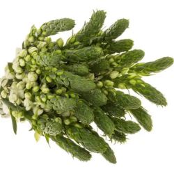  İthal Ornithogalum Thy Milky Way (Ornit-10dal-40 cm)