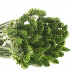  İthal Ornithogalum Thy White Star (Ornit-50dal-55cm)