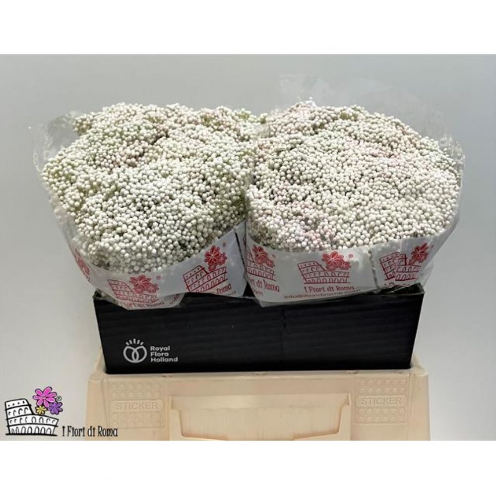 İthal Kesme Çiçekler |  İthal Ozothamnus Reki Snow 40cm (50 dal) | 