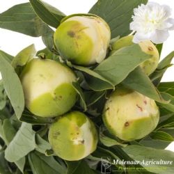  İthal Paeonia Duchesse Nemo (Şakayık-5 dal-55cm) KÜÇÜK