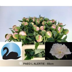  İthal Paeonia L Alertie 55cm (Şakayık - 5 Dal)