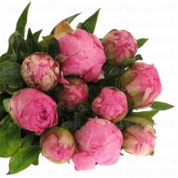  İthal Paeonia  L Alex Fleming (Şakayık-5 dal-60cm)