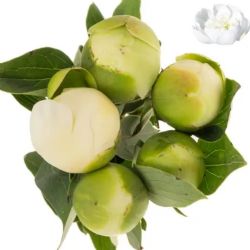  İthal Paeonia L Bridal Shower 60cm (Şakayık - 5 Dal)