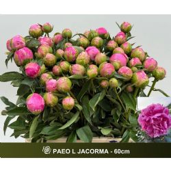  İthal Paeonia L Jacorma  (Şakayık-5 dal-60cm)