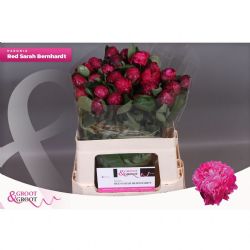  İthal Paeonia L Red Bernard (Şakayık-5 dal-55 cm)