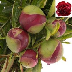  İthal Paeonia Red Charm (Şakayık-5 Dal-55 cm)