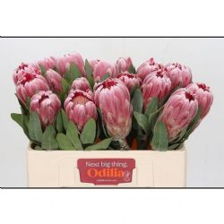  İthal Protea Carnival (5 Dal-50cm)