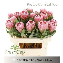  İthal Protea Carnival (5 Dal-70cm)