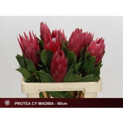  İthal Protea Cy Madiba (5dal-50cm)