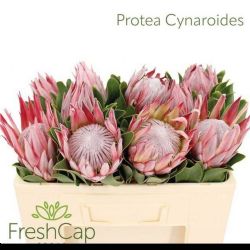  İthal Protea Cynaroides (5dal-50cm)