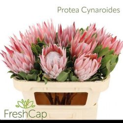  İthal Protea Cynaroides (5dal-70cm)