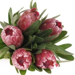  İthal Protea Pink Ice (5 dal-50cm)