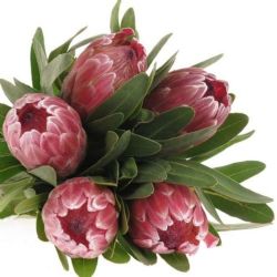  İthal Protea Pink Ice (5 dal-60cm)