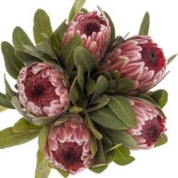  İthal Protea Pink Ice (5dal-35cm)