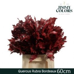  İthal Rubra Quercus Bodeaux (20 dal - 60 cm)