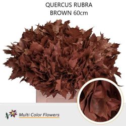  İthal Rubra Quercus Brown (20 dal - 60 cm)