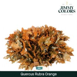  İthal Rubra Quercus Orange (20 dal -  80 cm)