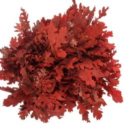  İthal Rubra Quercus Red (20 dal - 60 cm)