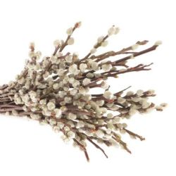  İthal Salix Ca Snow Flake (10 dal-90 cm)