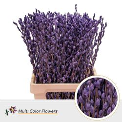  İthal Salix Ca Snow Flake Aubergine (10 dal-70cm)