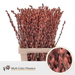  İthal Salix Ca Snow Flake Brown (10 dal-70cm)