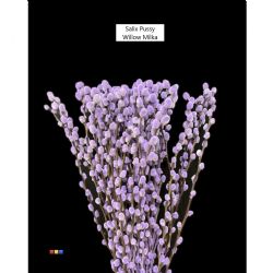  İthal Salix Ca Snow Flake Milka (10 dal-70cm)