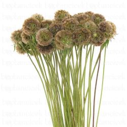  İthal Scabiosa Stellat (20dal-80cm)