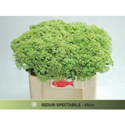  İthal Sedum Spectabile (10 dal-55cm)