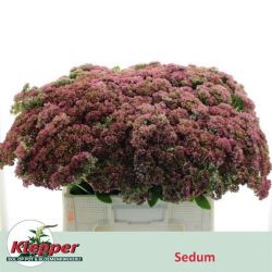  İthal Sedum Spectabile (10 dal-60cm)