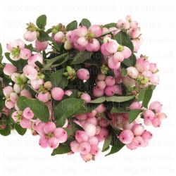  İthal Symphoricarpos Mag Charm Fantasy ( 10dal-60cm)