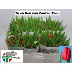  İthal Tulipa Ben Van Zanten (Lale-50 dal-35cm)