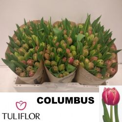  İthal Tulipa DU Columbus (Lale-10 dal-39 cm)