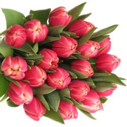  İthal Tulipa Du Columbus (Lale-10 dal-41 cm)