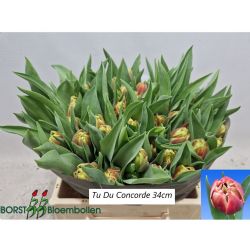  İthal Tulipa Du Concorde (Lale-50 dal-34cm)