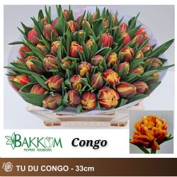 İthal Tulipa Du Congo (Lale-50 dal-33 cm)