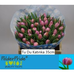  İthal Tulipa DU Katinka (Lale-10 dal-35 cm)