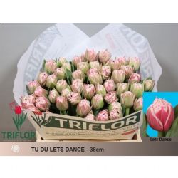  İthal Tulipa Du Lets Dance (Lale-50 dal-38 cm)