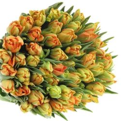  İthal Tulipa Du Monte Orange (Lale-50 dal-38 cm)