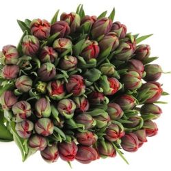 İthal Tulipa DU Red Princess (Lale-50 dal-34 cm)