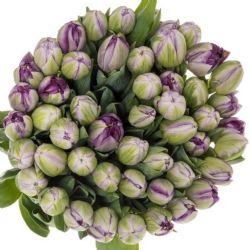  İthal Tulipa Du Saigon Double (Lale-50 dal-44 cm)