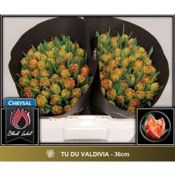  İthal Tulipa DU Valdivia (Lale-50 dal-36 cm)