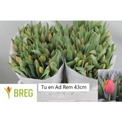  İthal Tulipa EN Ad Rem (Lale-50 dal-43 cm)