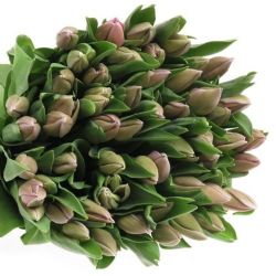  İthal Tulipa En Alibi (Lale-10 dal-44 cm)