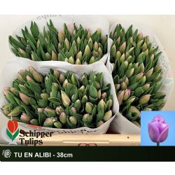  İthal Tulipa En Alibi (Lale-50 dal-40 cm)