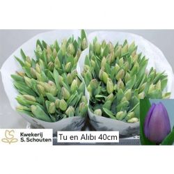  İthal Tulipa En Alibi (Lila Lale-50 dal-40 cm)