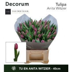  İthal Tulipa En Anita Wıtzıer (Lale-50 dal-40cm)