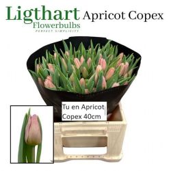  İthal Tulipa En Apricot Copex (Lale-10 dal-40 cm)