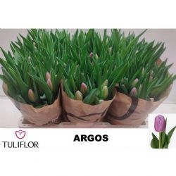  İthal Tulipa En Argos (Lale-10 dal-43 cm)