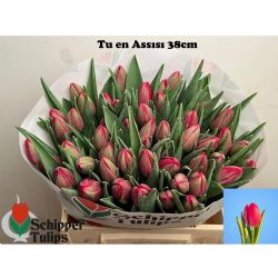  İthal Tulipa En Assisi (Lale-50dal-38cm)