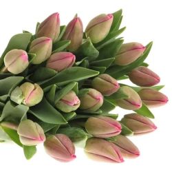  İthal Tulipa EN Barcelona (Lale-10 dal-40cm)